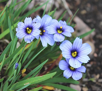 Sisyrinchium 'Devon Skies' - 8cm pot 